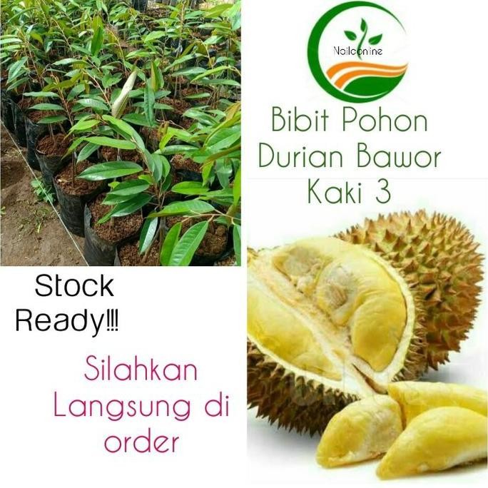 

Terlaris Bibit Pohon Buah Durian Bawor/Tanaman Buah Durian Bawor Kaki 3