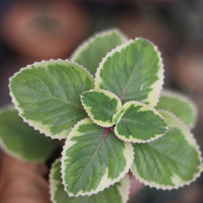 

Terlaris Bibit Daun Jinten/Mexican Mint/Cuban Oregano (Coleus Amboinicus)