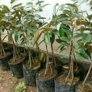 

Terlaris Paket 10 Bibit Tanaman Hidup Buah Durian Matahari Kaki 3
