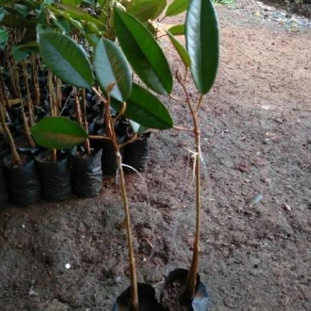

Terlaris Bibit Tanaman Buah Durian Bawor / Montong Super Kaki Tunggal
