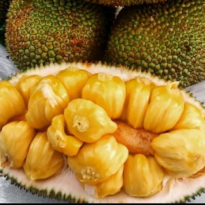 Terlaris Bibit Tanaman Buah Cempedak King/ Cempedak Durian Asli Berkualitas