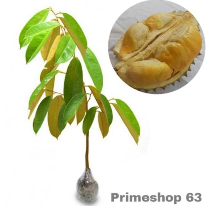 

Terlaris Bibit Buah Durian Montong Okulasi Unggul