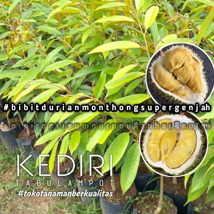 

Terlaris Bibit Durian Montong Super Unggul Bisa Berbuah Didalampot.