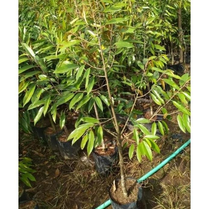 

Terlaris Asli Bibit TanamanDurian Montong Tinggi 1 Meter Up Batang Besar Dan Rimbun Cepat Berbuah