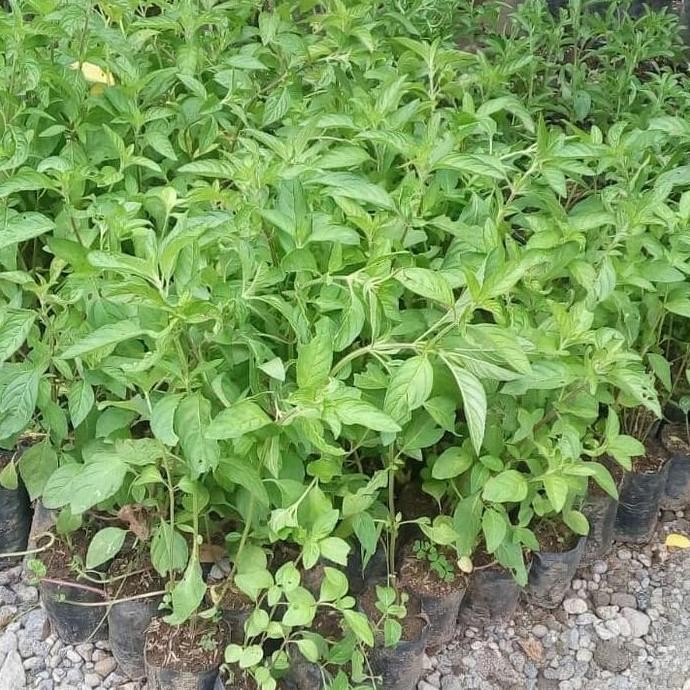 

Terlaris Bibit Daun Mint Herbal