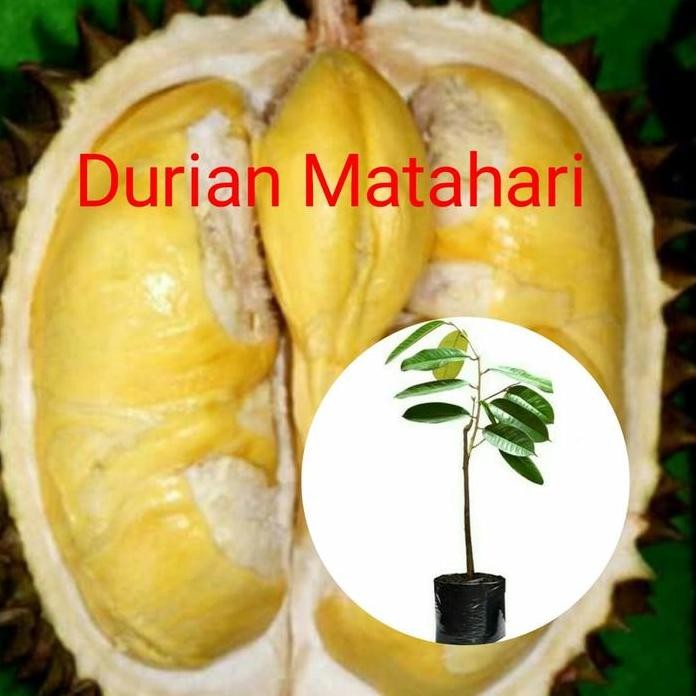 

Terlaris Bibit Durian Matahari Unggul Okulasi Cepat Berbuah