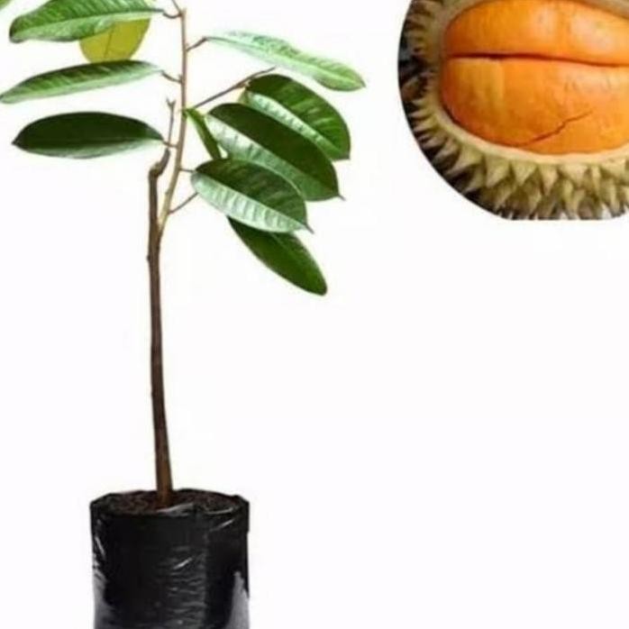 

Terlaris Bibit Tanaman Durian Orange ( Simas)