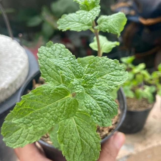 

Terlaris Bibit Daun Mint Tanaman Atau Papermint Tanaman Herbal Instan Delivery Az