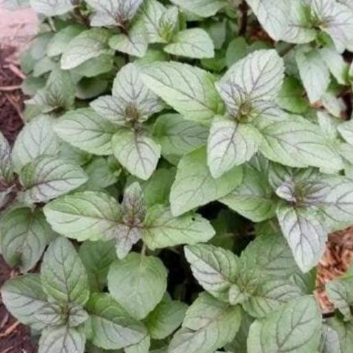 

Terlaris Bibit Tanaman Coklat Mint - Daun Chocolate Mint - Daun Mint