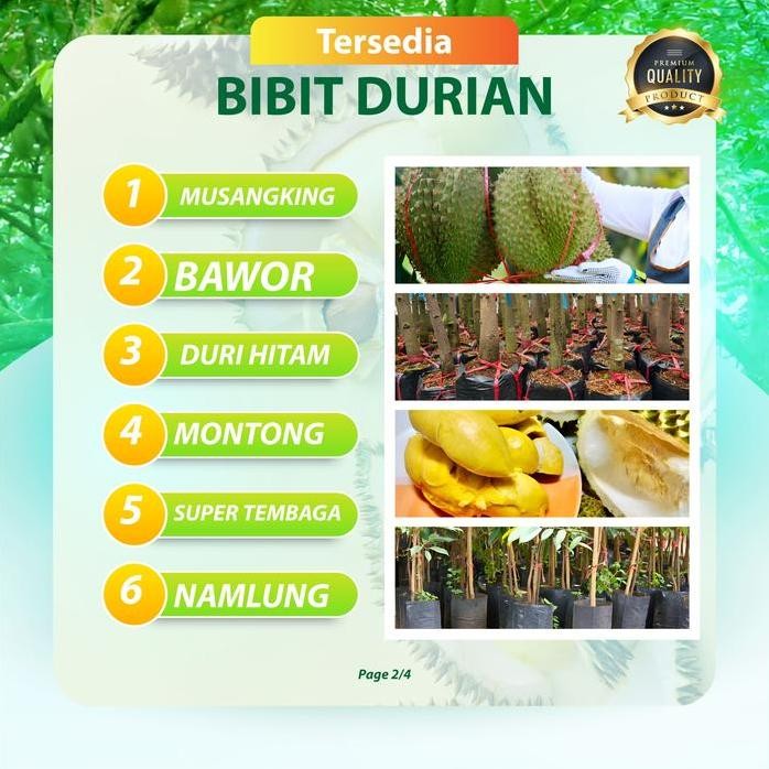 

Terlaris Bibit Durian Kaki 3 Super Tinggi 2-2.5 Meter - Musangking, Bawor, Duri Hitam, Super Tembaga