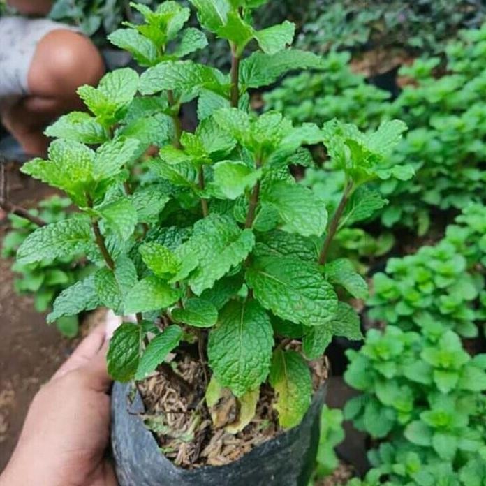 

Terlaris Bibit Herbal Daun Mint Rimbun/Pohon Obat Obatan