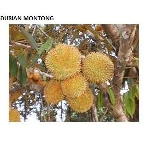 

Terlaris Bibit Tanaman Buah Durian Monthong 60Cm