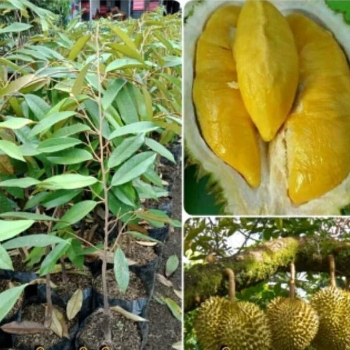 

Terlaris Bibit Durian Musangking Pohon Okulasi