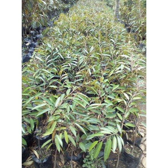 

Terlaris Bibit Durian Musangking