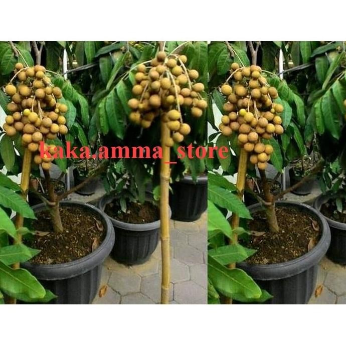 

Terlaris Bibit Buah Kelengkeng / Klengkeng Aroma Durian Unggul