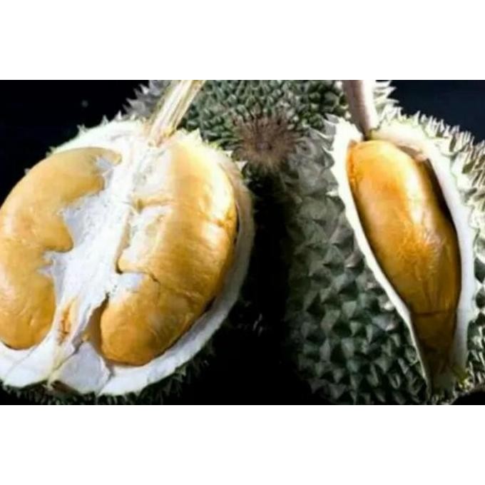

Terlaris Bibit Pohon Durian Duri Hitam Ochee Asli
