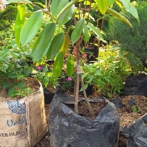 

Terlaris Bibit Durian Montong Kaki 3.Super Murah Spesial/Terlaris/Termurah