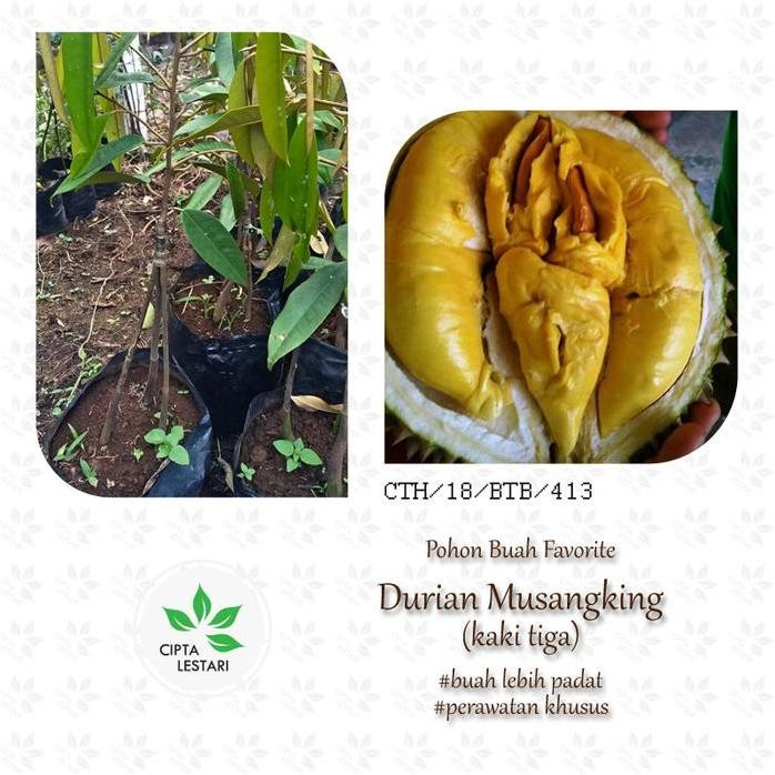 

Terlaris Bibit Durian Musangking Kaki 3 Tiga - Pohon Buah Duren Musang King