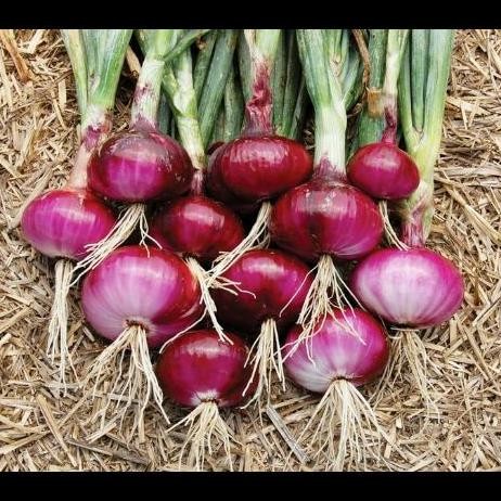 

Terlaris Bibit Tanaman Bawang Merah / Red Onion , Untuk Berbagai Masakan