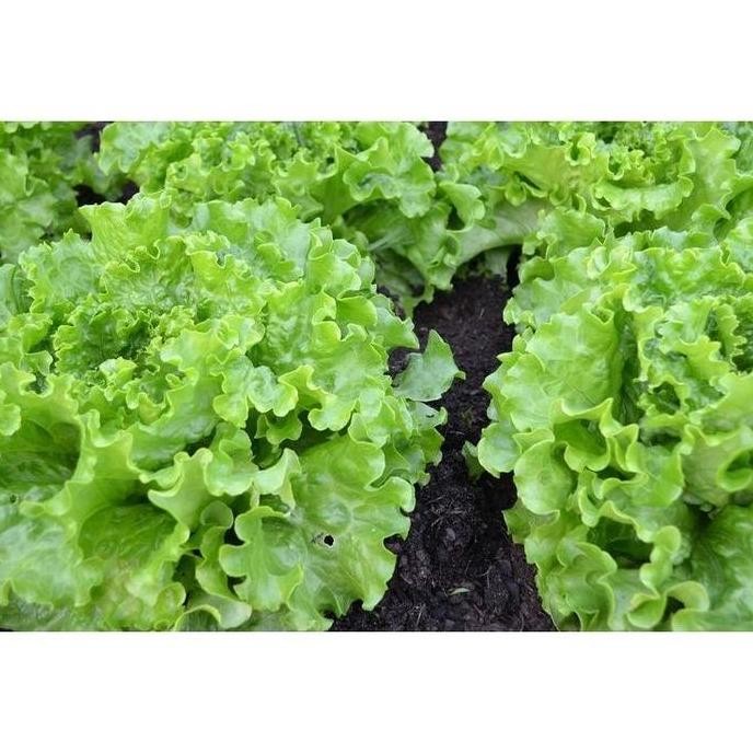 || BANANA / Benih Bibit Selada Caipira Batavia Lettuce Biji Indo Seed Hidroponik ||~~~