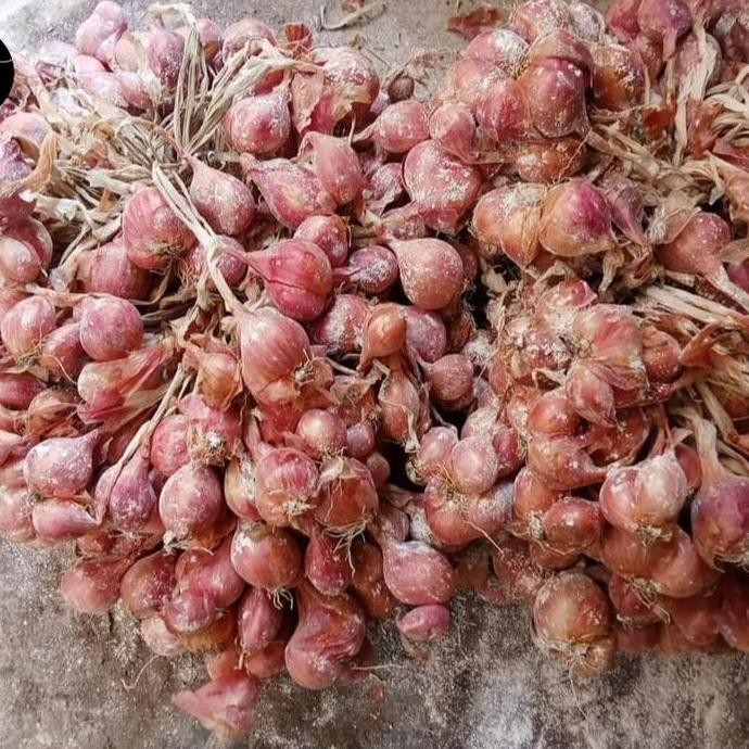 

Terlaris Bibit Bawang Merah Thailand Nganjuk Super 1 Kg
