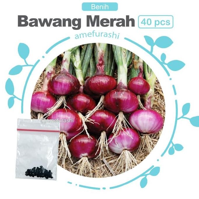 

Terlaris Bibit / Benih / Seeds Sayur Bawang Merah Red Onion For Kitchen