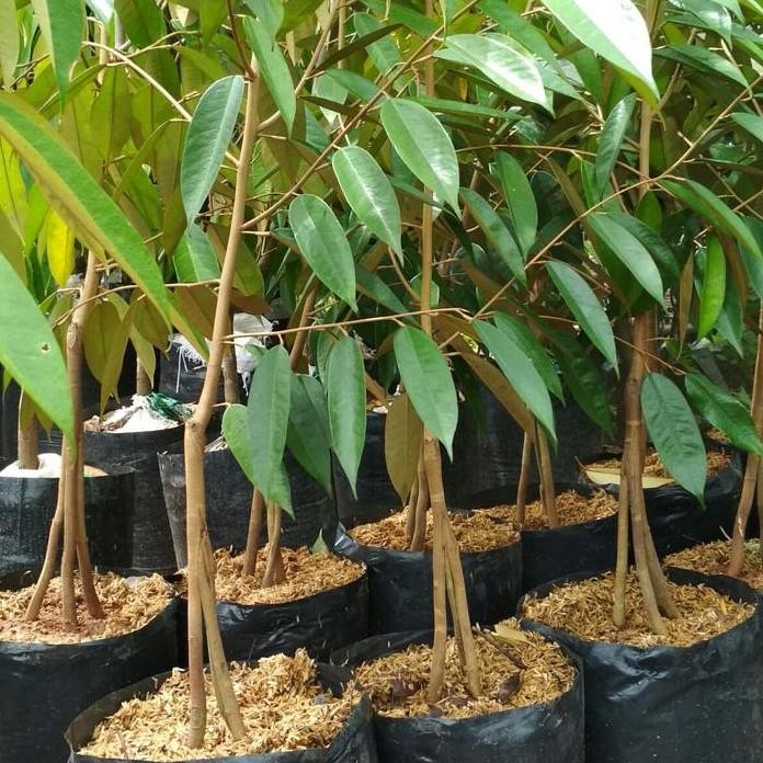 

Terlaris Bibit Tanaman Buah Durian Merah 3 Kaki