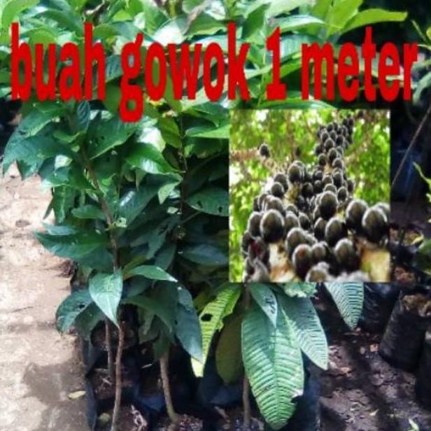 Bibit Buah Gowok Super Okulasi 1 Meter // Buah Gowok // Gowok // Bibit Gowok Super