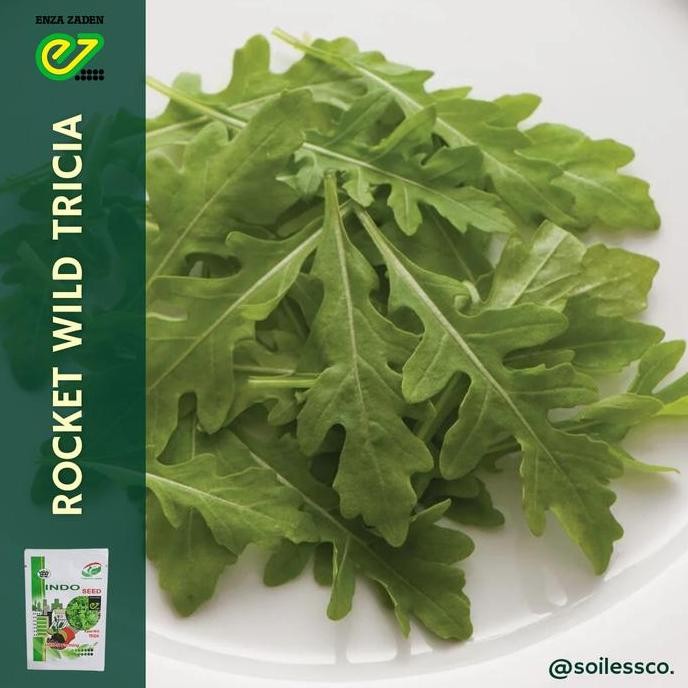 || BANANA / benih lettuce arugula rocket wild TRICIA indoseed ||~~~