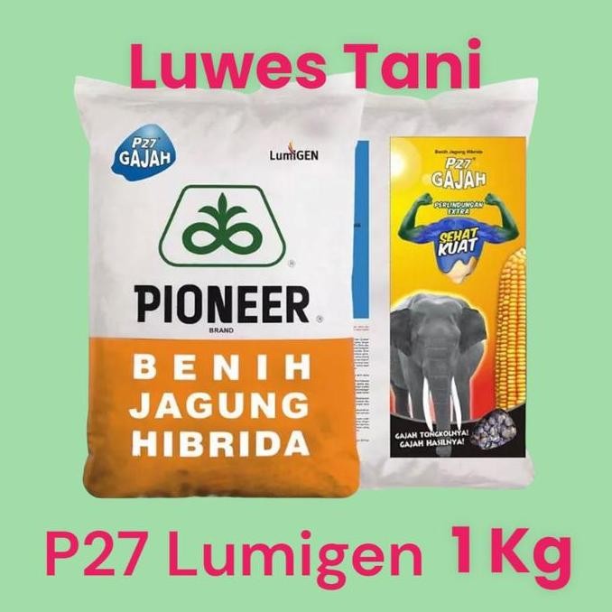|| BANANA / P27 Gajah Lumigen 1kg benih jagung pioneer ||~~~