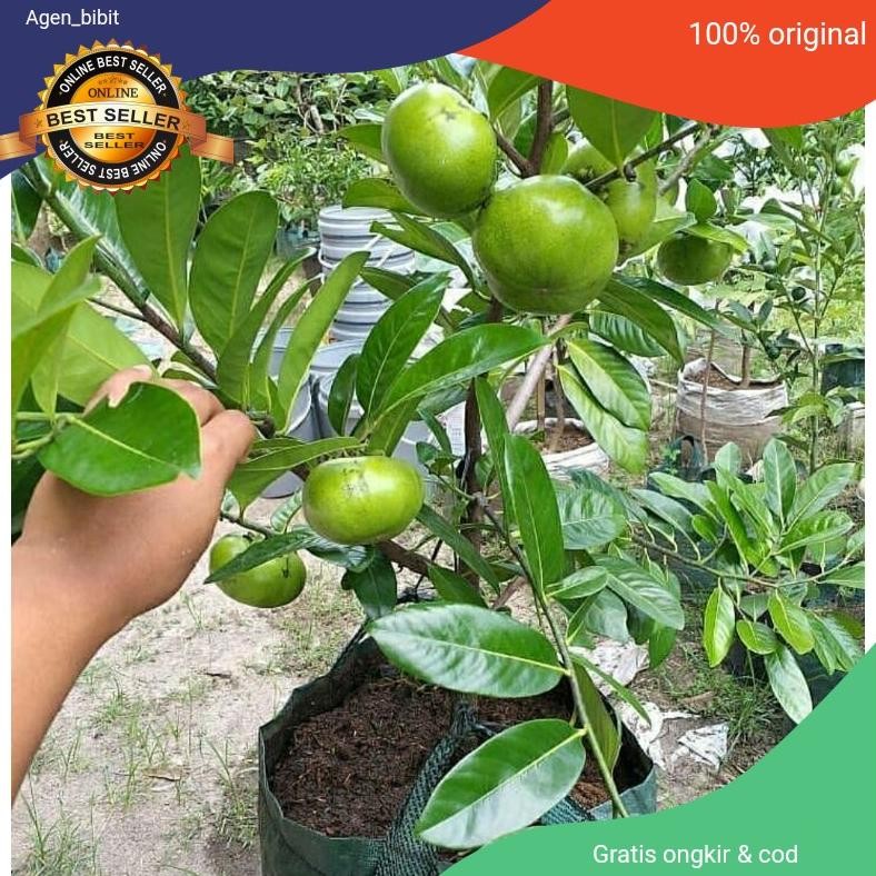 Bibit Black Sapote Jumbo Cangkok Asli Okulasi / Sawo Mexico ( Sawo Hitam )