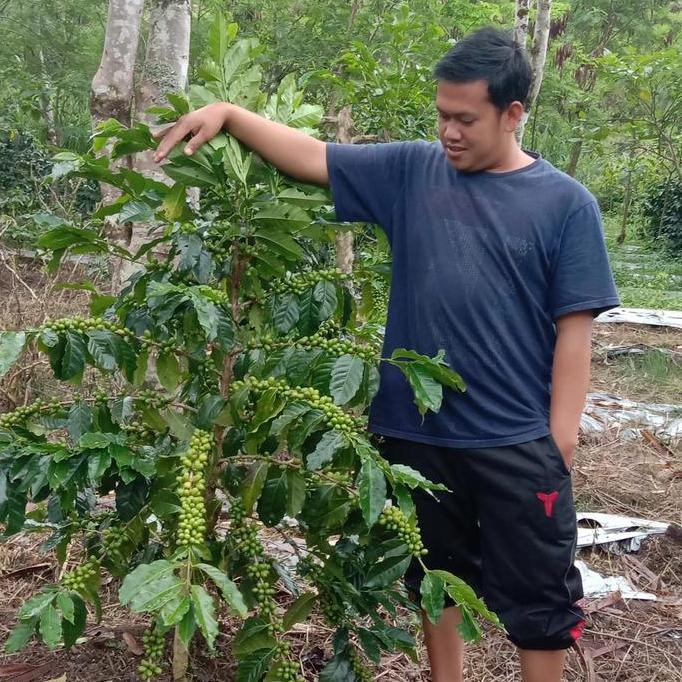 || BANANA / BENIH KOPI ARABIKA GAYO/BIBIT KOPI ATENG SUPER GAYO ||~~~