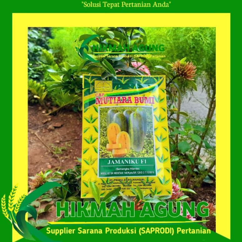 

Semangka Jamaniku F1 Mutiara Bumi @ 20 Gram