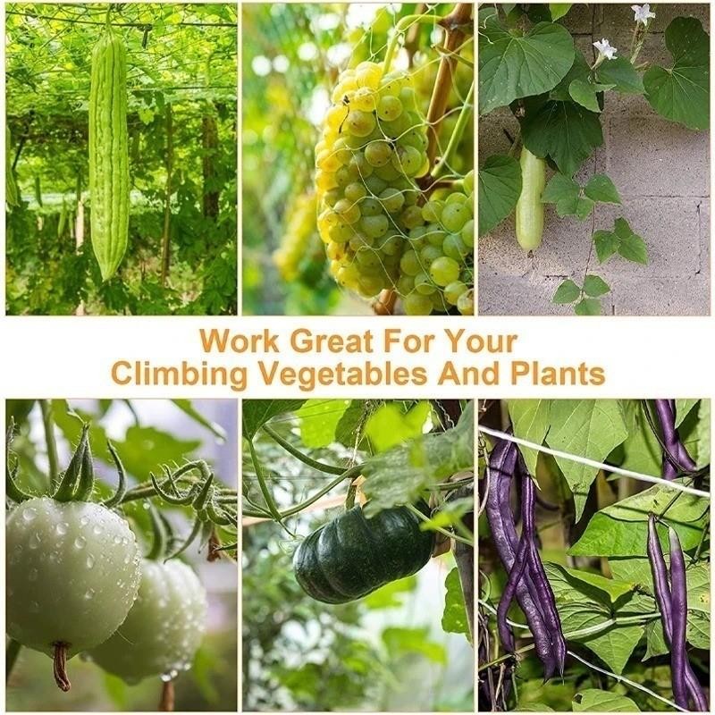 2M X 100M Jaring Tanaman Merambat Jaring Rambatan Tanaman Buah Merambat Plant Climbing Net Jaring Ta