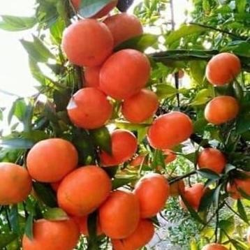 

Bibit Tanaman Buah Jeruk Santang Madu Super Okulasi FRESS