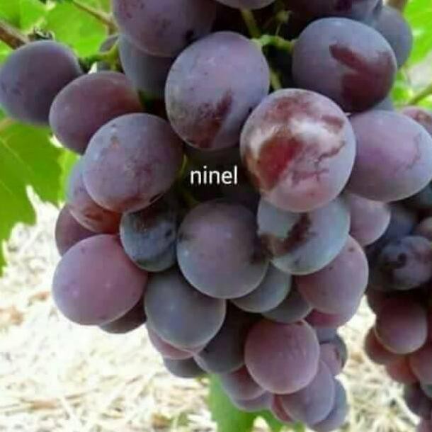 

bibit tanaman buah anggur impor ninel FRESS