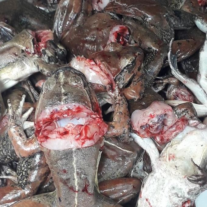 

Kodok Sawah Super Jumbo/500Grm