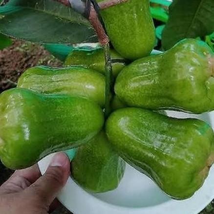 UNGGULAN bibit jambu kiojok pohon buah jambu kiojok hasil okulasi