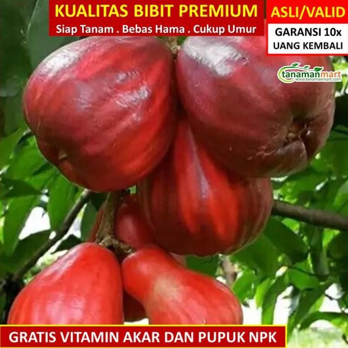 UNGGULAN Bibit Jambu Bol jamaika Asli Bergaransi, Pohon Jambu Jamaika Super