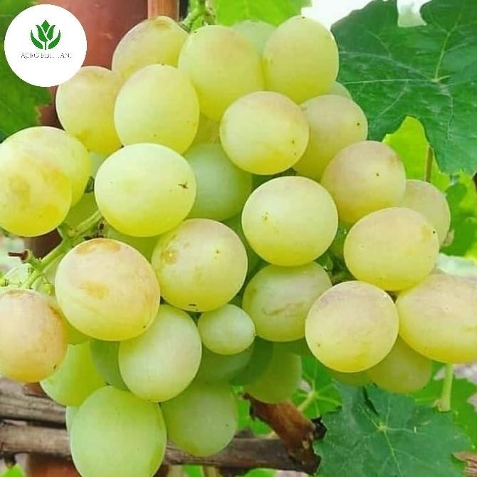 

COD Bibit Tanaman Buah Anggur Hijau Import Harold FRESS