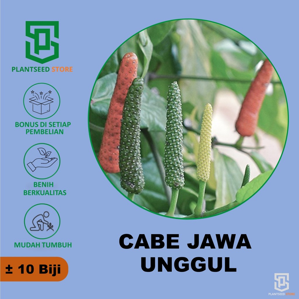 PlantSeed - 10 Benih Bibit Tanaman Herbal Cabe Jawa