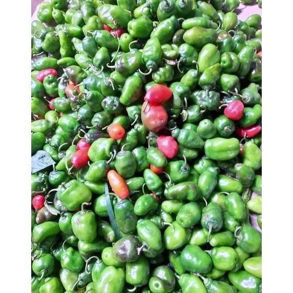 

Paling Dicari Cabai Gendot Asli Dieng ( Promo Harga Termurah) Berat 1 Kg