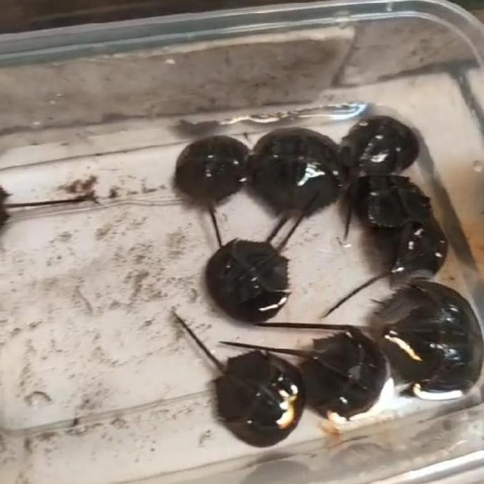 

new !!! Horseshoe Crab/Belangkas/kepiting Tapal Kuda /Tankmate Predator (Baby) murah