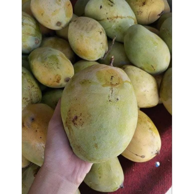 

Fitur Lengkap Ready Mangga Dermayu/ Mangga Kopek/ Mangga Cengkir 1Kg Dikirim Mentah