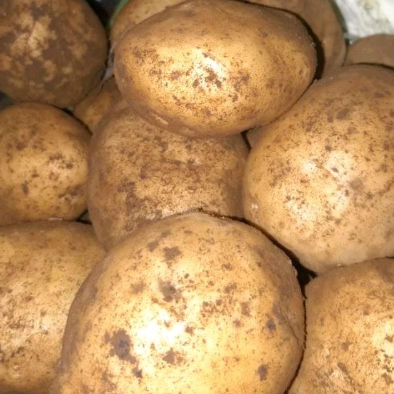 

Wajib Miliki Kentang Dieng Segar 500 Gr