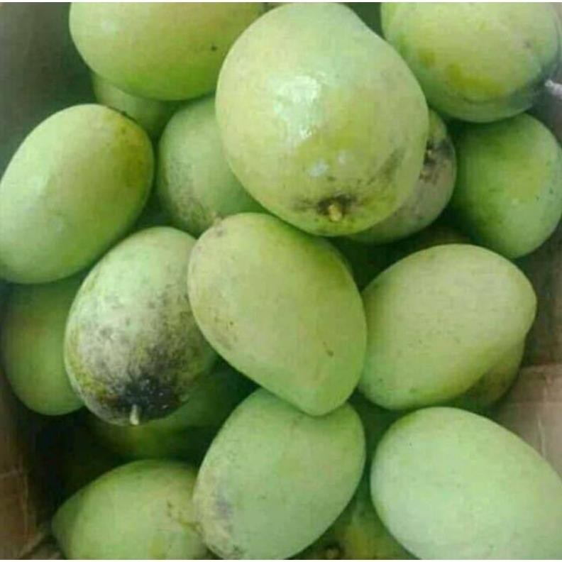 

Luar Biasa Mangga Muda Sangat Cocok Untuk Rujak Isi 1Kg