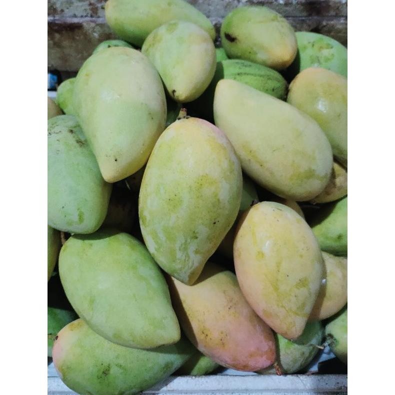 

Nikmati Mangga Gadung/Harumanis Ready Setengah Matang Bu