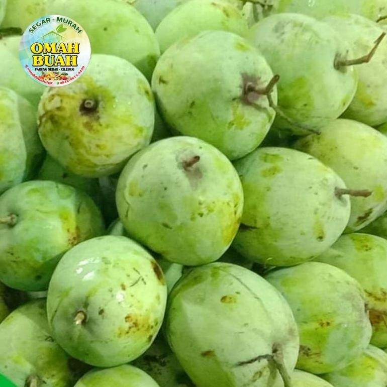 

Mewah Mangga Indramayu Rujak Segar 1Kg
