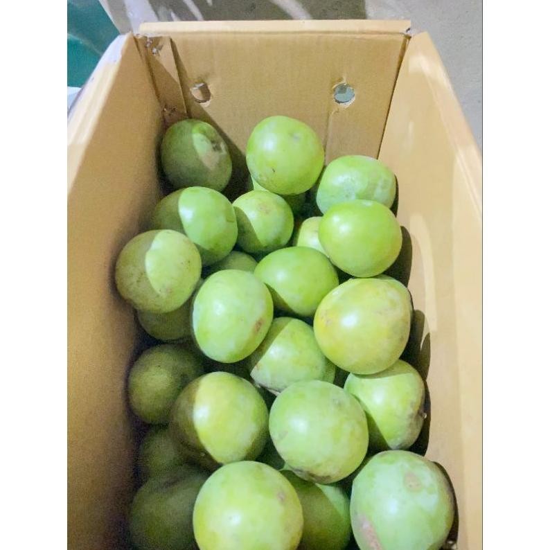 

Unik Mangga Muda || Mangga Mengkel || Mangga Rujakan || Harga Termurah!!!