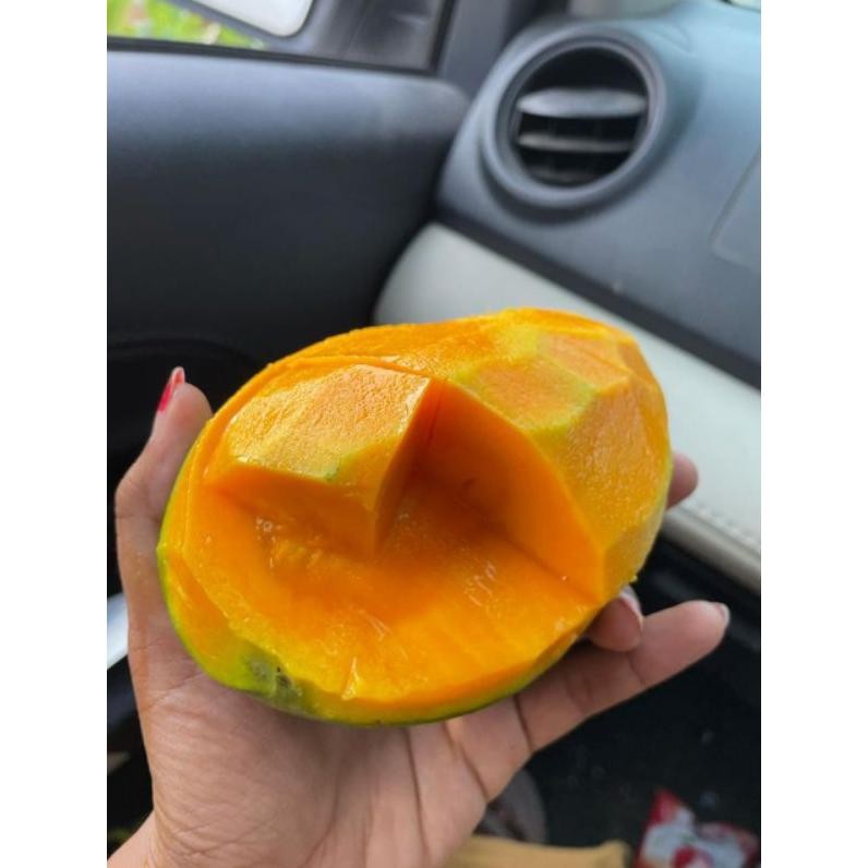 

Bisa Diandalkan Mangga Gadung/Mangga Klonal/Mangga Alpukat